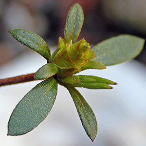 Peach blossoms