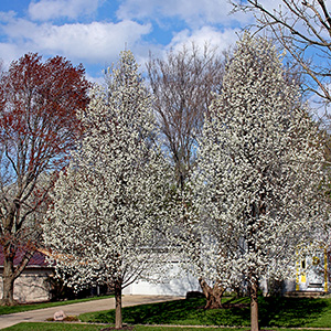 Peach blossoms