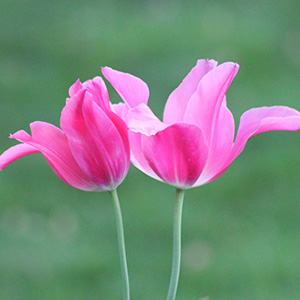 Mariette tulips on April 28th