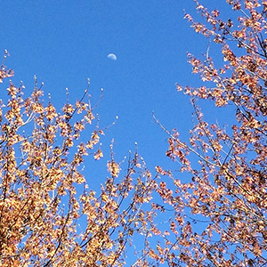 Maple trees with seeds rather than leaves on April 14th