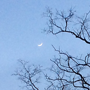 crescent moon up among the bare branches