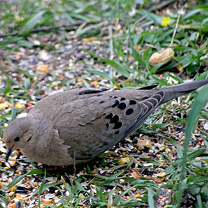 Mourning Dove