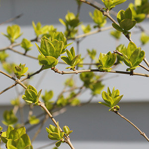 leaves in our back yard bush