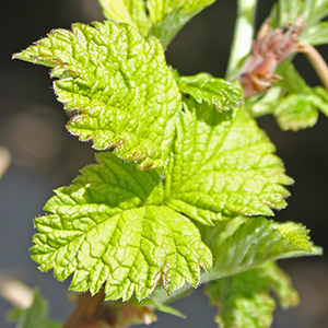 fresh raspberry leaves