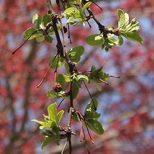 New leaves