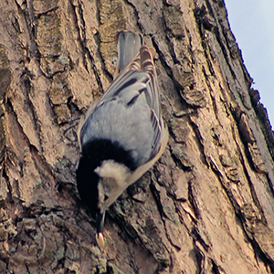 white-breasted nuthatch with a sunflower seed in its mouth perches on bark of a tree