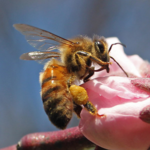 Honey Bee investigates a pink peach blossom