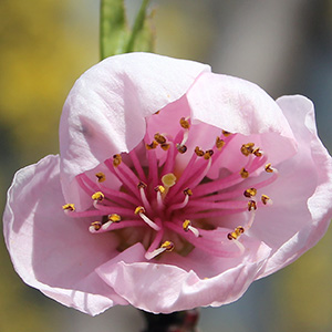 Pink peach blossom just opened.