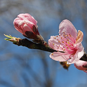 Pink peach blossoms