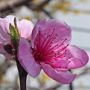 pink peach blossoms