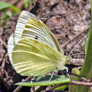 Pieris napi, the Green-veined White butterfly on April 16th