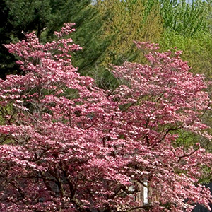 Pink dogwood near Woerly Lane on April 23rd