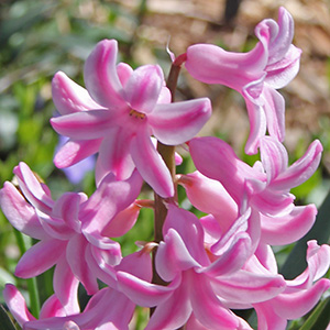 pink hyacinth