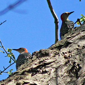 Red Bellied Woodpecker