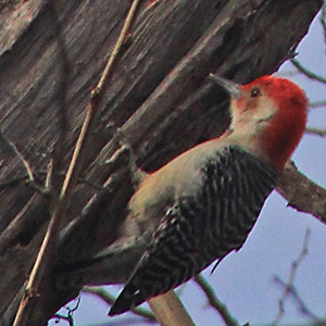 Red-bellied woodpecker with a read head