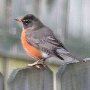 robin perched on a fence