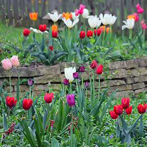 Tulips in our backyard on April 20th