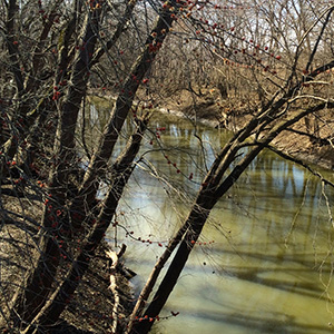 South Fork Sangamon River looks green