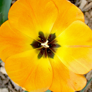 Looking straight down on an open tulip