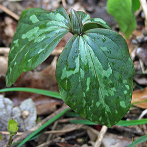 April 2016 Trillium 延齡 in the woods on April 10th