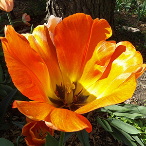 A tulip on April 23rd