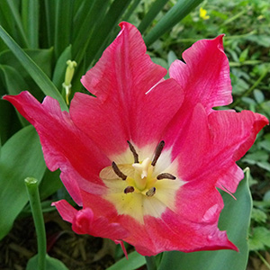 A pink tulip on April 25th is wide open, and a maple seed has fallen into the bowl of the petals