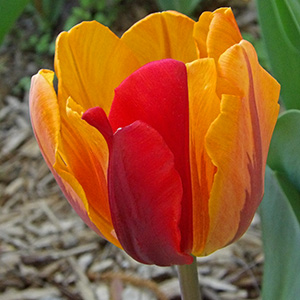 A Prinses Irene tulip on April 25th