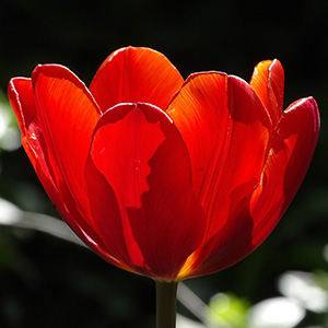 Tulip on April 23rd