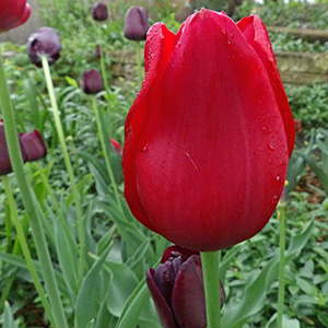 A Kingsblood tulip with many Philippe de Comines tulips near it in our backyard on April 27th