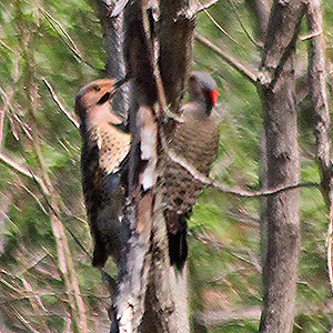 Two Northern Flickers