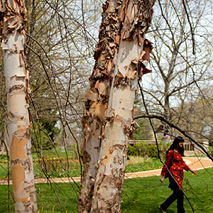 Birch trees in Washington Park on April 18th