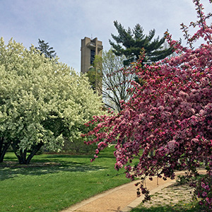Carillon in Washington Park on April 18th