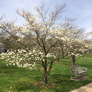 dogwood tree in Washington Park