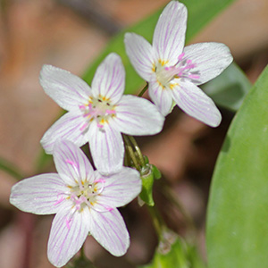 April 18th 2016 Spring Beauties in Washington Park