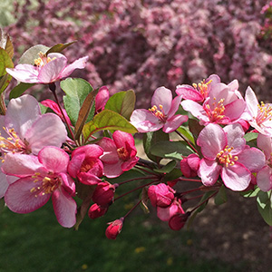 Blossoms on April 18th