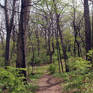 Forest path in Washington Park on April 18th