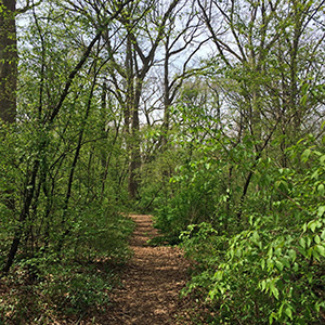 Forest path in Washington Park on April 18th