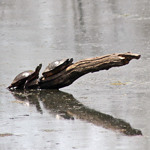 Turtles in Washington Park