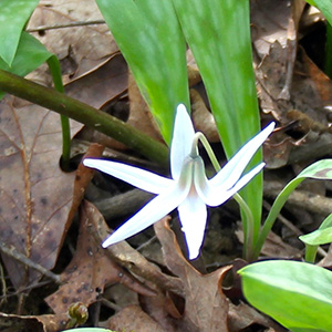 Flower in the forest floor on April 18th