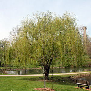 Willow tree in Washington Park