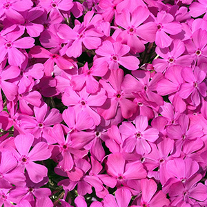 Bed of pink flowers in the botantical garden at Washington Park, Springfield Illinois