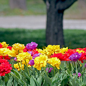 Parrot tulips in Washington Park on April 18th