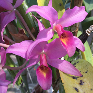 Orchids in the Washington Park botanical garden on April 18th