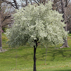 Tree in bloom on April 18th