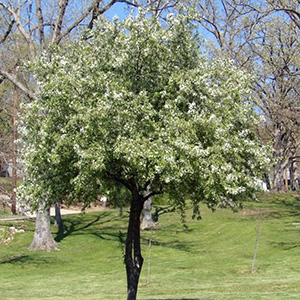 Tree with blossoms fading on April 23rd