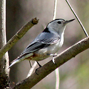 White-breasted nuthatch on April 17th on Bellrose Island