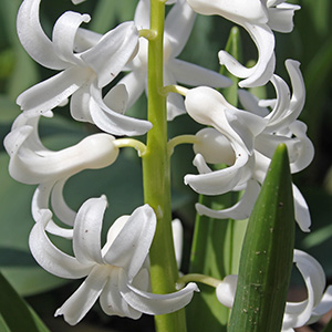 White hyacinth