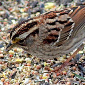 white throated sparrow eating seeds on the ground