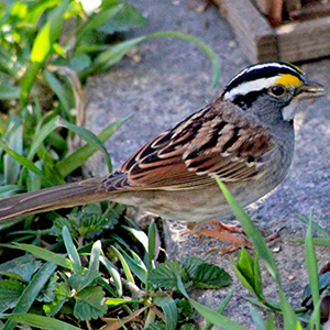 White Throated Sparrow