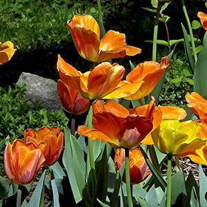 Tulips including some Prinses Irene tulips on April 23rd